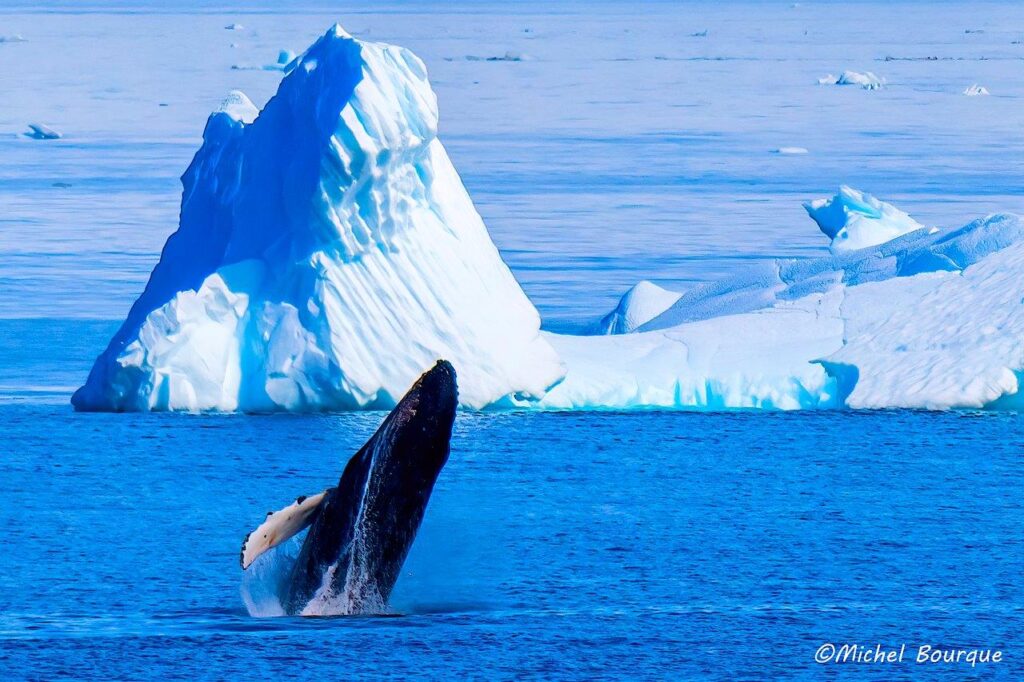 Humpback whale, Antarctica, (c) Michael Bourque.