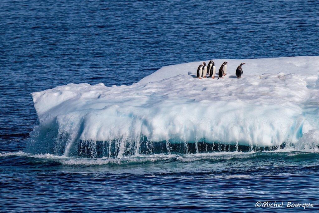 Gentoo Penguins, Antarctica, (c) Michael Bourque.