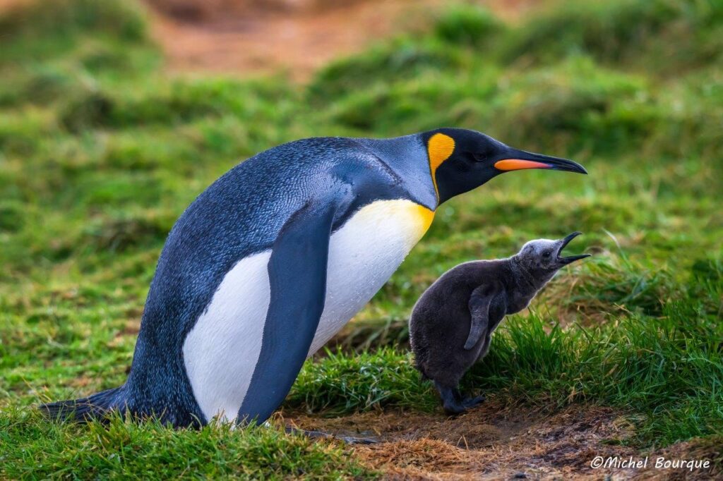 Falkland Islands, (c) Michael Bourque.